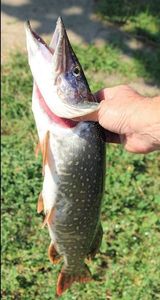 Northern Pike