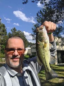 Largemouth Bass