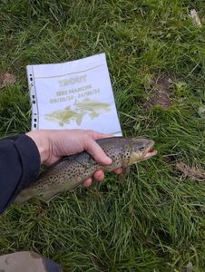 Brown Trout