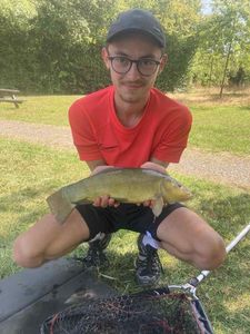 Tench