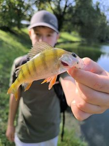 European Perch