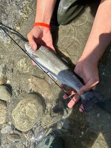 Rainbow Trout