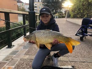 Common Carp