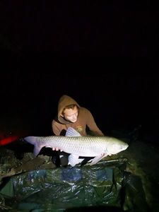Grass Carp