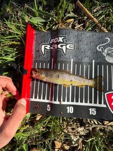 Brown Trout