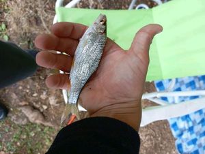 Roach