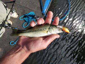 Largemouth Bass