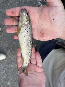 Brown Trout