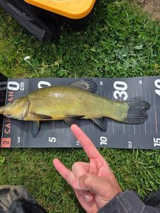 Tench