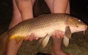 Common Carp