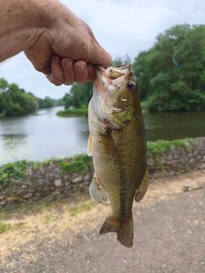 Largemouth Bass