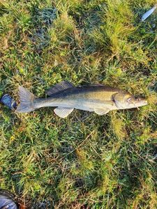Zander