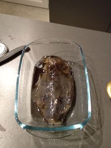 Common Cuttlefish