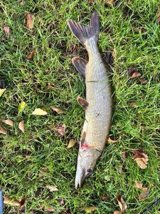 Northern Pike