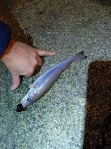 Whiting