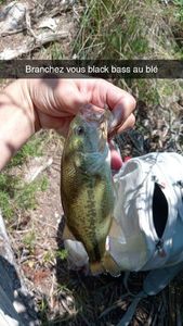 Largemouth Bass