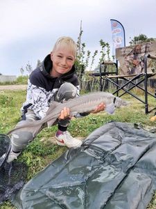 Siberian Sturgeon