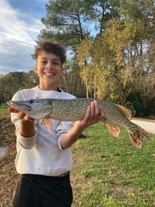Northern Pike