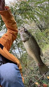 Largemouth Bass