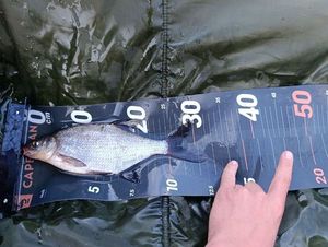 Common Bream