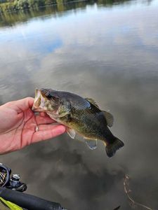 Smallmouth Bass