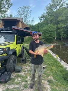 Mirror Carp