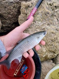 Thicklip Grey Mullet