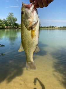 Largemouth Bass