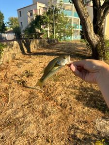Largemouth Bass