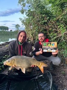 Common Carp
