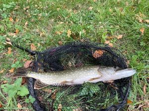 Northern Pike
