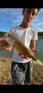 Largemouth Bass