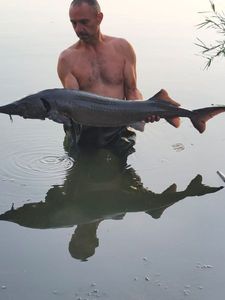 Sturgeon