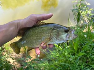 Largemouth Bass