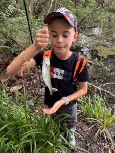 Rainbow Trout