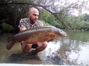 Common Carp
