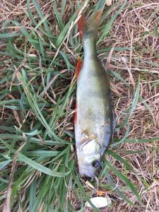 European Perch