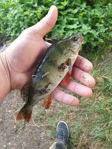 European Perch