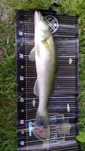 Zander