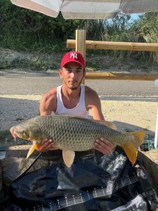 Common Carp
