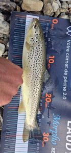 Brown Trout