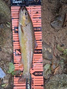 Brown Trout