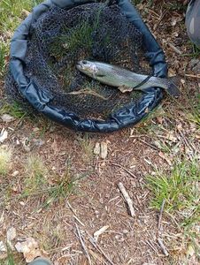 Rainbow Trout
