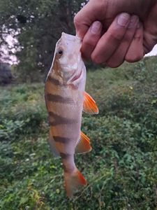European Perch