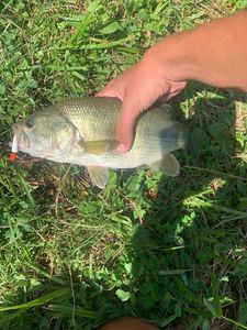 Largemouth Bass
