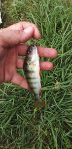 European Perch