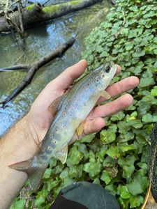 Brown Trout