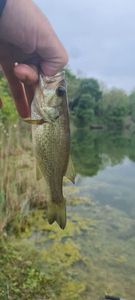 Largemouth Bass