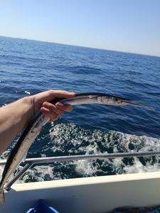 Garfish