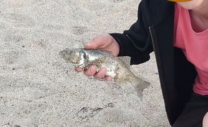 European Bass (Seabass)